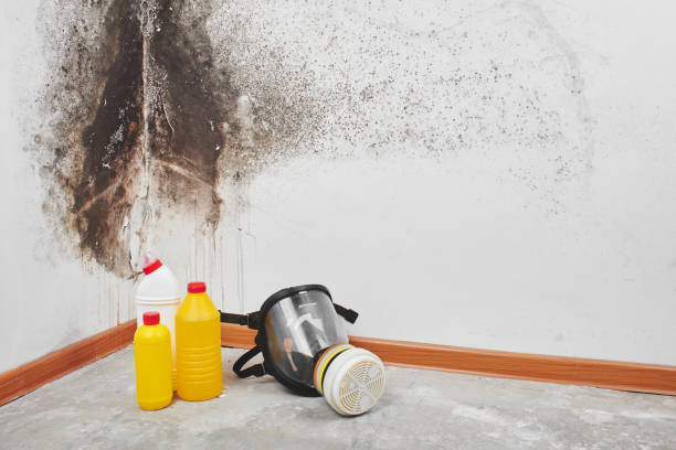 Why You Should Choose Our Mold Remediation Services in Boron, CA