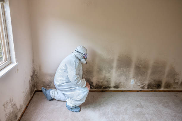 Mold Remediation for Vacation Homes in Boron, CA